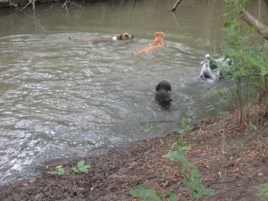 Water dogs