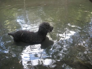Taking a dip